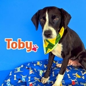 Toby, do Match Dog, aguarda adoção - Divulgação