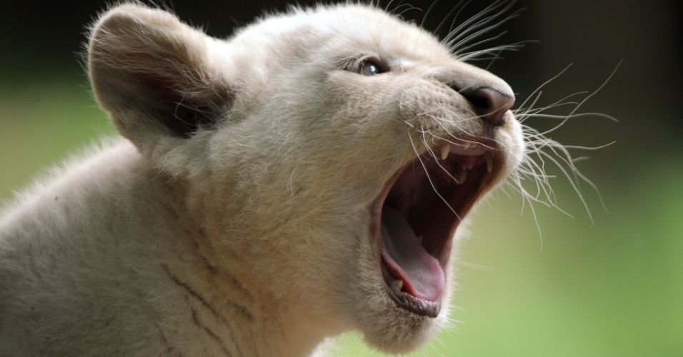 15.ago.2014 - Filhote de leão branco brinca no zoológico em La Fleche, na França