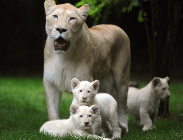 Zoológico na França tem família de leões brancos - Fotos - UOL Notícias