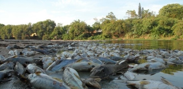 De acordo com a Cetesb, os peixes morreram por falta de oxigênio na água - Mateus Medeiros/Divulgação