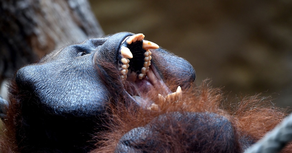 18.ago.2014 - Um orangotango é fotografado em seu espaço no zoológico de Muenster, na Alemanha