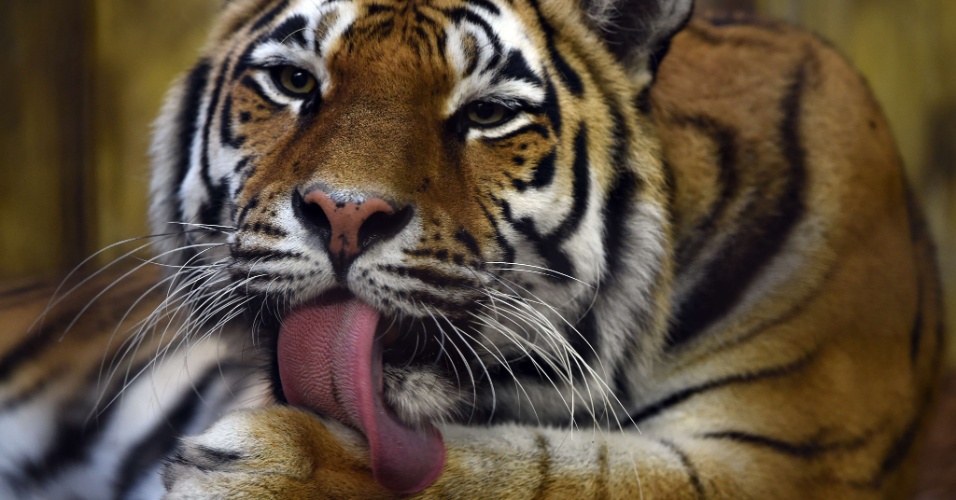 18.ago.2014 - Um tigre siberiano é avistado em seu recinto no zoológico de Muenster, na Alemanha