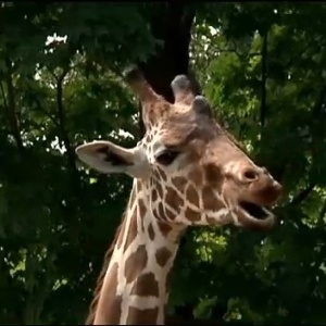 A girafa Wally, do zoológico Henry Vilas, tem 2 anos e 3,6 metros de altura - Reprodução/Wkow