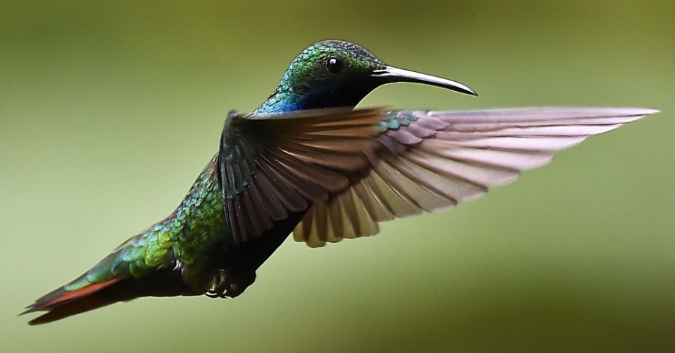 20.ago.2014 - Um beija-flor (colibri) voa em um jardim em Pereira, na Colômbia
