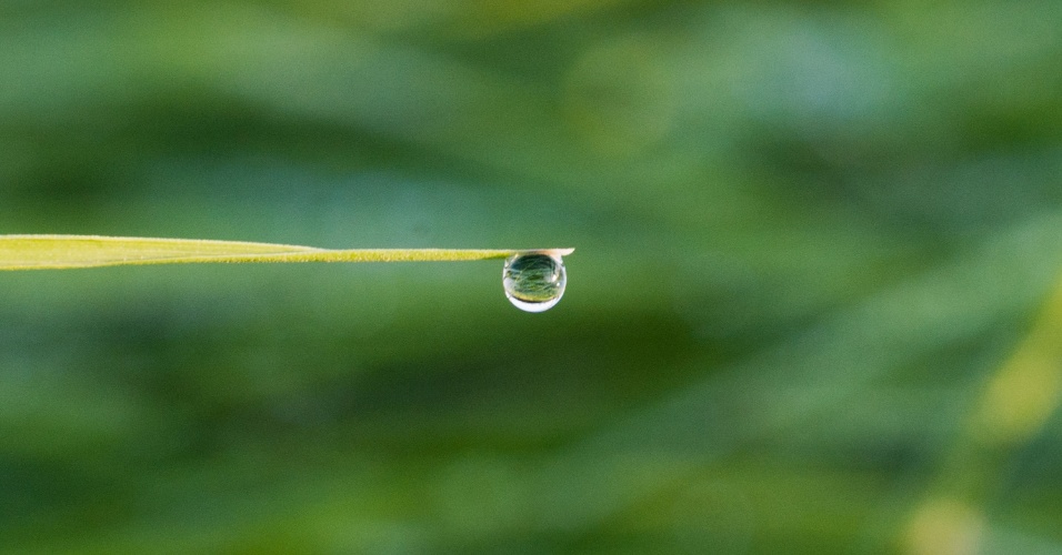 20.ago.2014 - Uma gota de orvalho da manhã se sustenta em uma folha de grama em Sehnde perto de Hanover, na Alemanha