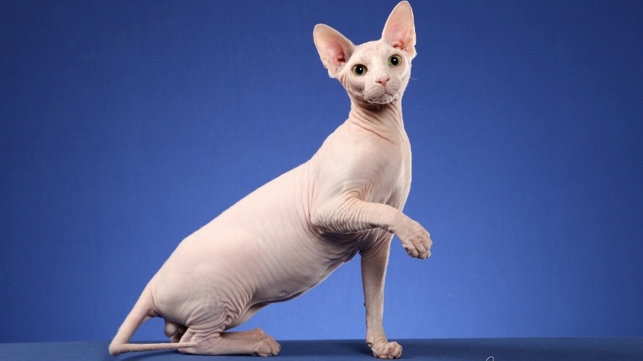 Imagem ilustrativa: gato sem pêlos foi colocado no peito por passageira, segundo comissária - Silvia Pratta/ PremieR pet.