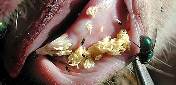 Larvas da mosca Lucilia eximinia aparecem aqui em porcos: pesquisa pode apontar sua utilização na cicatrização de feridas - Reprodução