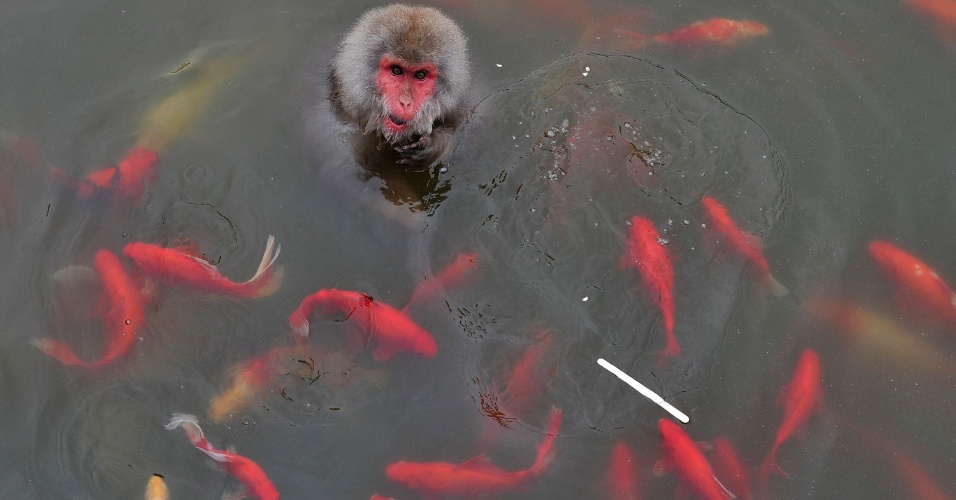 22.ago.2014 - Um macaco gelado banha-se em uma lagoa, cercado por carpas em um zoológico em Hefei, na província de Anhui, na China