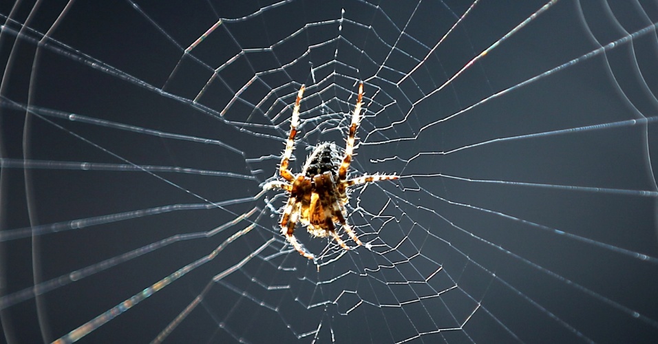 22.ago.2014 - Uma aranha de jardim europeia repousa em sua teia, em Berlim, na Alemanha
