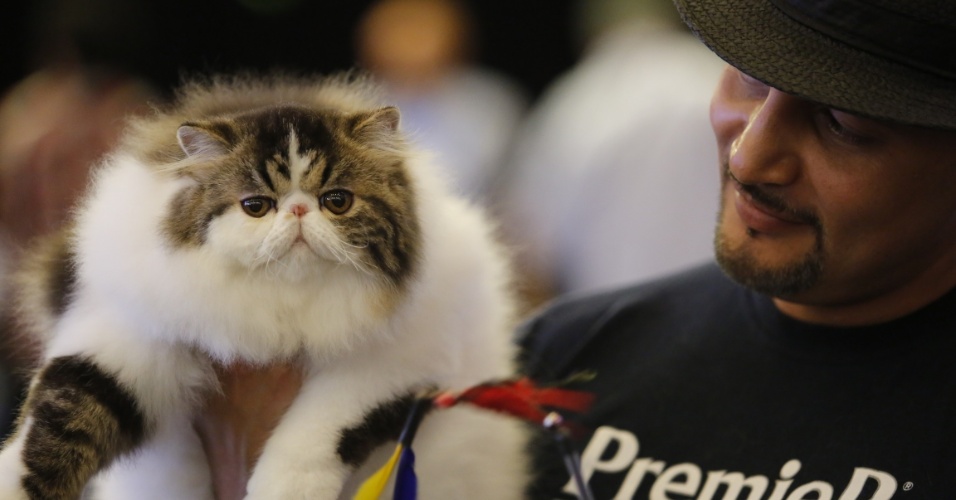 Fotos: Evento reúne 360 gatos de 23 raças diferentes em São Paulo -  25/08/2014 - UOL Notícias