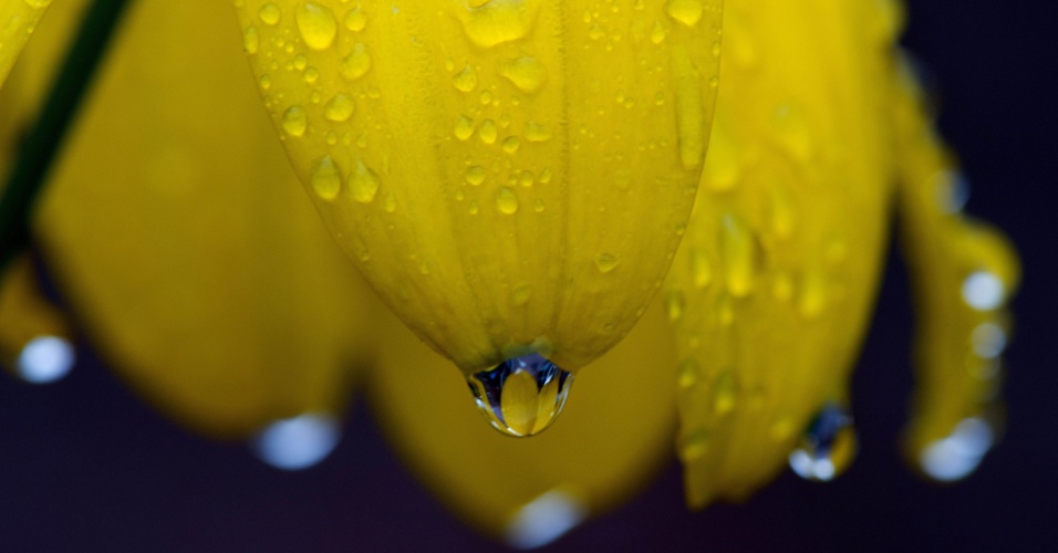 26.ago.2014 - Pingos de chuva caem sobre as pétalas de uma equinácia amarela em Colônia, na Alemanha