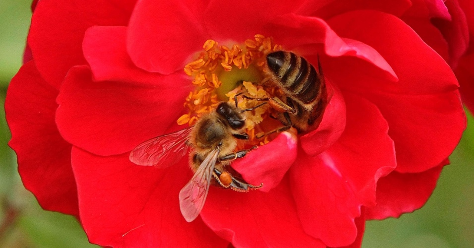 27.ago.2014 - Abelhas recolhem o néctar em um jardim de rosas em Viena, na Áustria