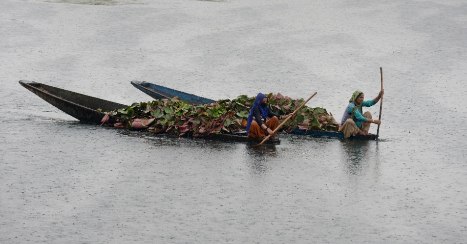 27.ago.2014 - Mulheres da Caxemira transportam raízes de lótus para alimentação do gado no Lago Dal em Srinagar, na Índia