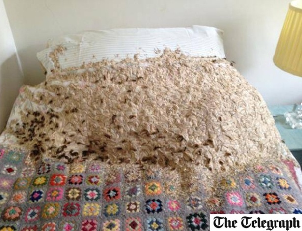 Vespas fizeram ninho de quase um metro de largura em cima de cama - Reprodução/Telegraph