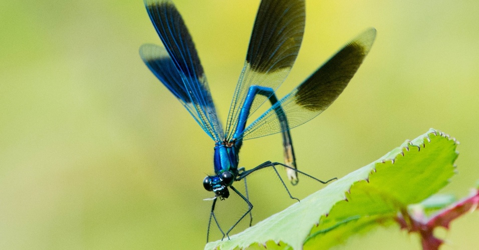 27.ago.2014 - Uma libélula (Splendens calopteryx) é vista em uma folha na reserva natural "Leineaue zwischen Ruthe und Koldingen" perto de Hanover, na Alemanha