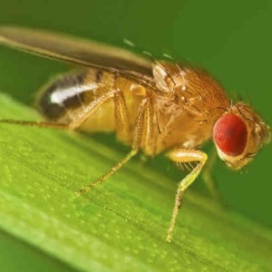 A mosca drosophila melanogaster - Divulgação