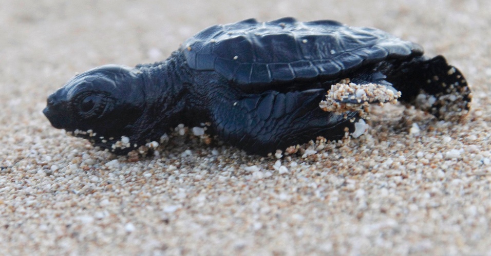 28.ago.2014 - Filhote de tartaruga engatinha até o mar depois de ser solta por integrantes do projeto de conservação Orange House em El-Mansouri, perto de Tiro, no Líbano