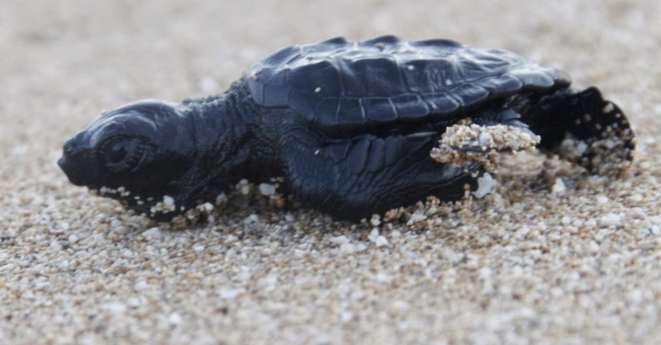 28.ago.2014 - Filhote de tartaruga tenta chegar até o mar depois de ser libertado por membros do projeto de conservação Orange House em El-Mansouri, no sul do Líbano, nesta quarta-feira (28)