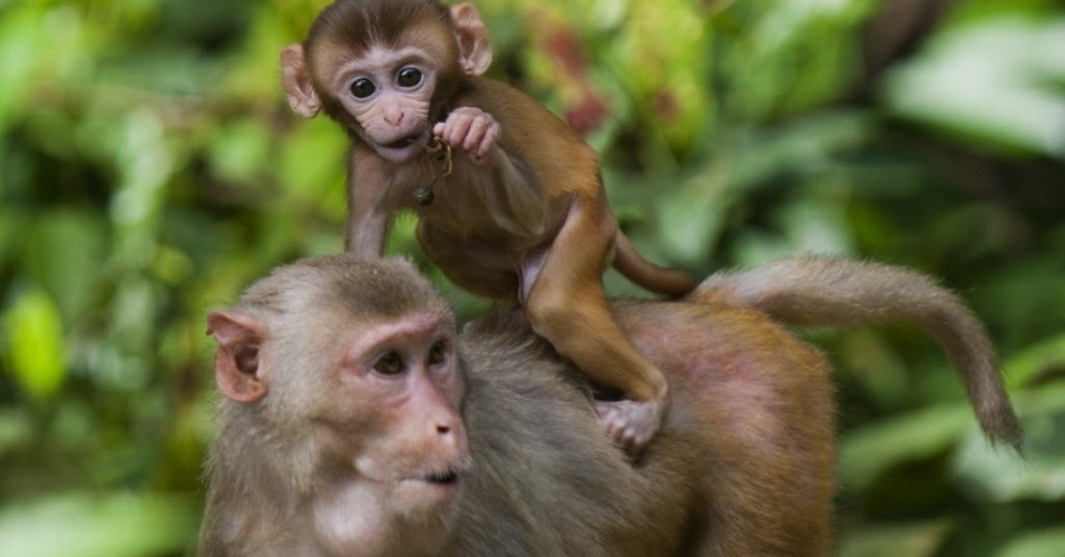 28.ago.2014 - Macaco carrega filhote nas costas no Parque Nacional Hlawga, em Mingaladon, em Mianmar, nesta quinta-feira (28). O local conta com mais de 70 tipos de animais herbívoros e 90 espécies de pássaros, além de animais selvagens e um pequeno zoológico