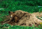 Cão fica 11 dias sem comer deitado na cova do dono na Índia, diz socorrista - Reprodução/NY Daily News