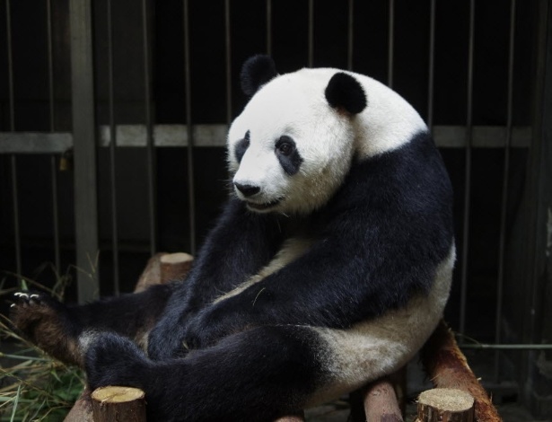 A panda gigante Ai Hin, em seu recinto no centro de pesquisa e reprodução Chengdu, na China, onde fingiu estar grávida para ganhar mais comida - AFP