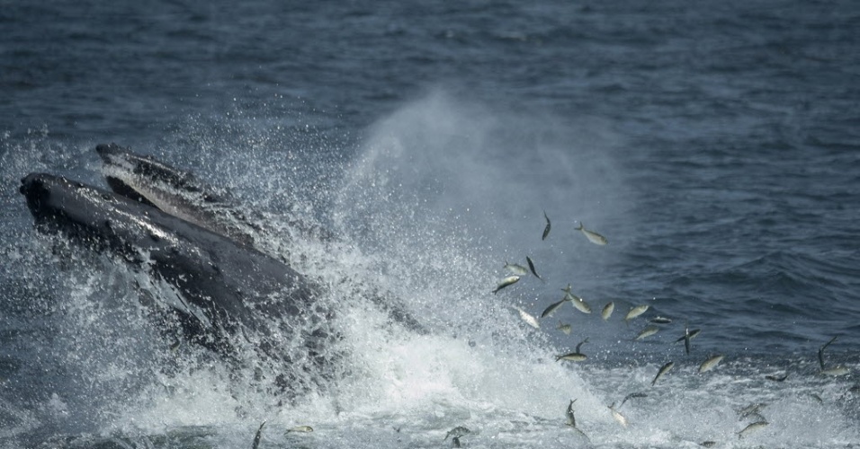 28.ago.2014 - Uma baleia jubarte se alimenta a menos de seis quilômetros de Nova York, nos EUA