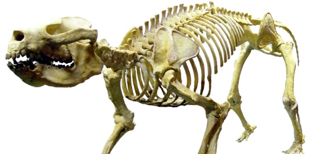 Réplica do mamífero xenungulado, que viveu há cerca de 55 milhões de anos e se parecia com uma anta, segundo pesquisadores responsáveis pela descoberta - Divulgação/Prefeitura de Itaboraí