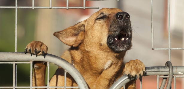 Pesquisa mostra cães prestam atenção e colhem informações sobre o latido alheio  - sjallenphotography/Thinkstock