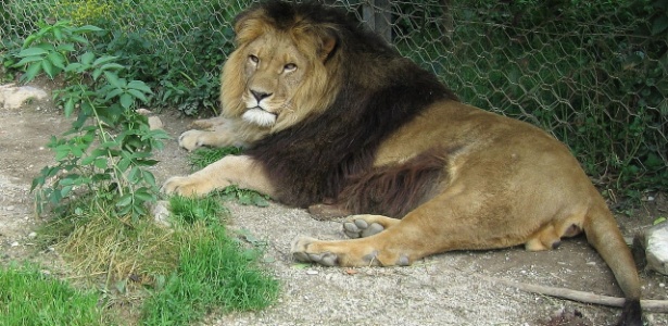 Possível leão-do-atlas em cativeiro em zoológico de Liubliana, na Eslovênia, em foto de 2011 - Wikicommons - 31.ago.2014
