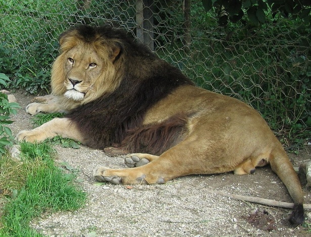 Possível leão-do-atlas em cativeiro em zoológico de Liubliana, na Eslovênia, em foto de 2011 - Wikicommons
