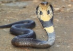 Cobra decapitada ainda é capaz de picar sua presa; entenda - Skynavin/Shutterstock.com