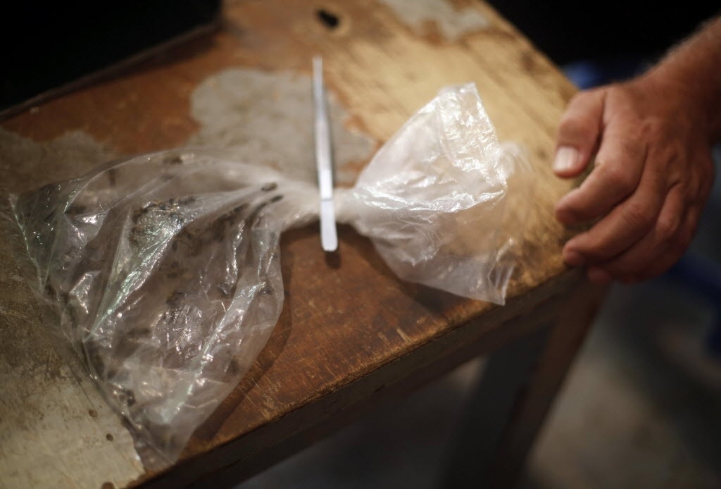 1º.set.2014 - Saco plástico cheio de abelhas é colocado sobre a mesa do centro médico aberto por Haj Saied Al Sayeeh, no Cairo (Egito). Al Sayeeh acredita que o veneno das abelhas tem propriedades especiais, que, quando utilizadas em partes específicas do corpo, pode curar doenças como problemas renais, apendicite e até câncer. Em 2004, Al Sayeeh abriu uma espécie de centro médico e começou a tratar pacientes de forma gratuita com veneno de abelha para proporcionar alívio para aqueles que sofrem de dores reumáticas, inflamação do nervo e hepatite C. O egípcio afirma que conseguiu curar pessoas nestas condições que vêm de todo o Cairo - Amr Abdallah Dalsh/Reuters