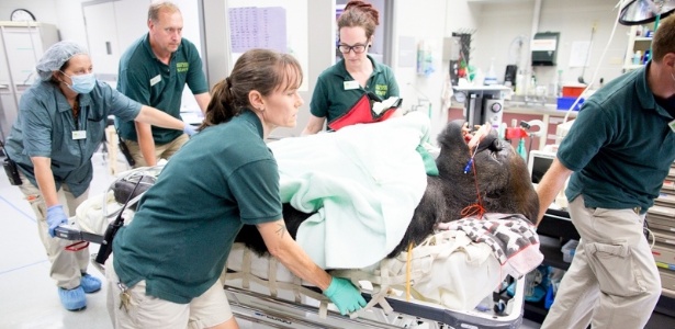 Com 35 anos e 192,7 kg, o gorila Vip sofria de sinusite e tinha dificuldade para respirar desde fevereiro - Jeremy Dwyer-Lindgren/Woodland Park Zoo