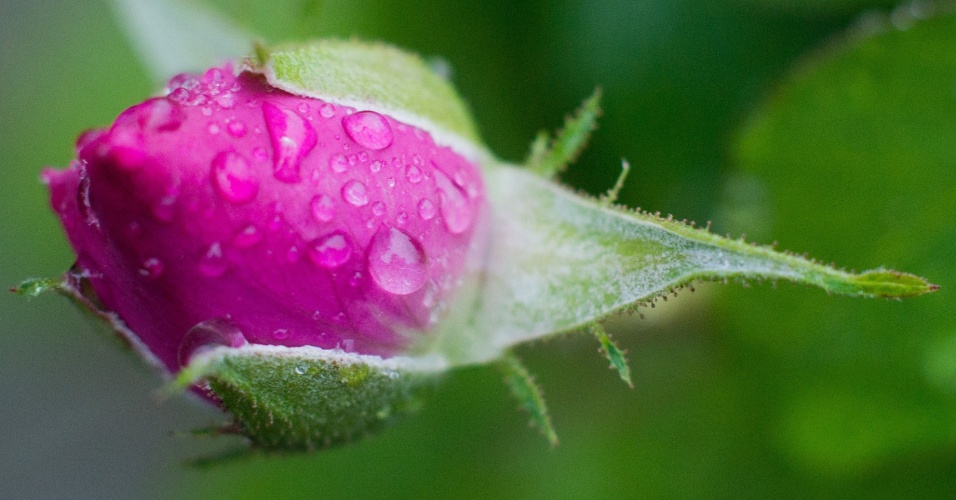 2.set.2014- Gotas de chuva molham as pétalas de uma rosa, em jardim de Sehnde, na Alemanha, nesta terça-feira