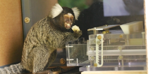 Macacos submetidos a vídeo conseguiram pegar a banana dentro da caixa - Tina Gunhold/University of Vienna/Divulgação