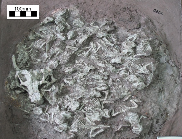 Ninho de psitacossauros com 24 pequenos esqueletos e o crânio de um adulto - University of Pennsylvania