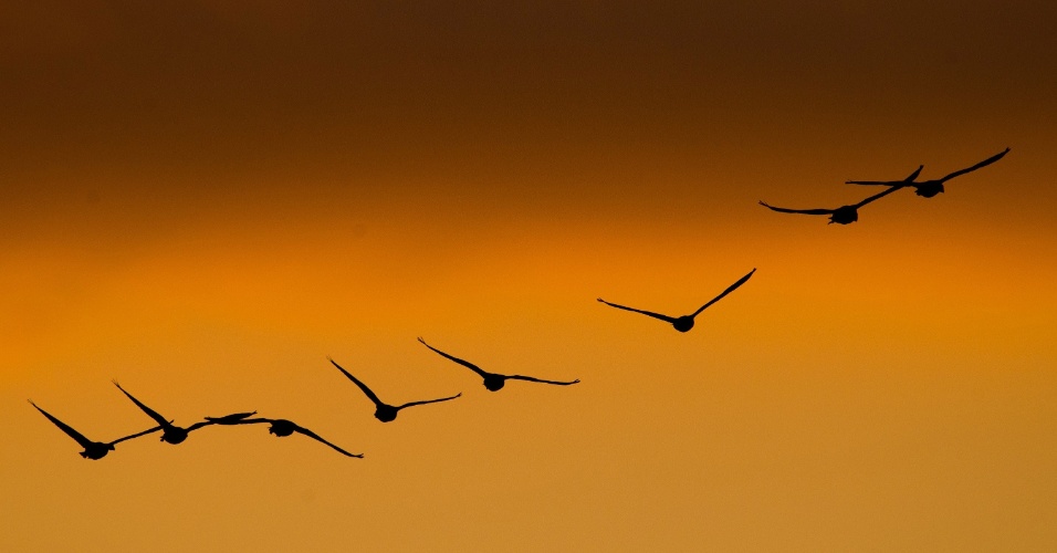3.set.2014 - Gansos têm suas silhuetas registradas durante pôr-do-sol de Sehnde, na Alemanha, na última terça-feira (2)