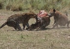 Leopardo disputa almoço com hiena no Quênia - Reprodução/Facebook/Laurent Renaud et Dominique Haution