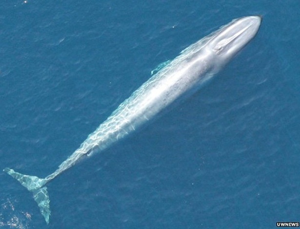 Uma baleia azul com aproximadamente 20 metros de comprimento é vista nadando na costa de Baja, na Califórnia - BBC/UWNEWS
