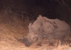 Gineta pega carona em rinoceronte - Reprodução/Facebook/ Wildlife ACT 