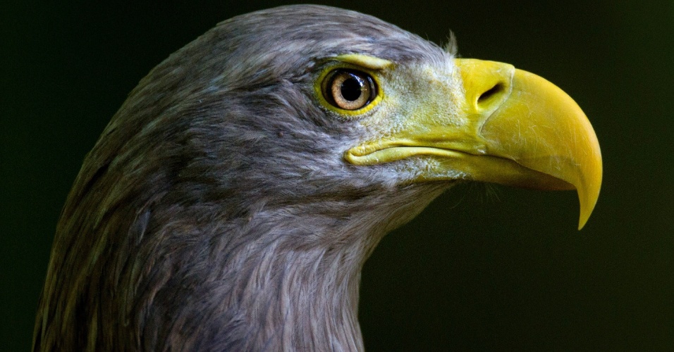8.set.2014 - Detalhe de águia fotografada dentro de sua gaiola, no zooógico de Stralsund, na Alemanha, nesta segunda-feira (8)