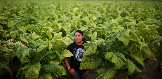 Saray Cambray Alvarez, 13, trabalha em uma plantação de tabaco em Pink Hill, na Carolina do Norte (EUA)  - Travis Dove / The New York Times