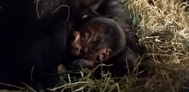 Novo filhote do zoológico de Belo Horizonte nasceu na noite de quarta-feira (10) - Maria Elvira Loyola/UOL