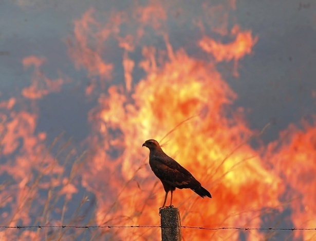 Incêndios e queimadas, como este próximo a Sobradinho, no Distrito Federal, tornaram-se ocorrência normal nos últimos meses: culpa do homem, dizem cientistas - Ueslei Marcelino/ Reuters