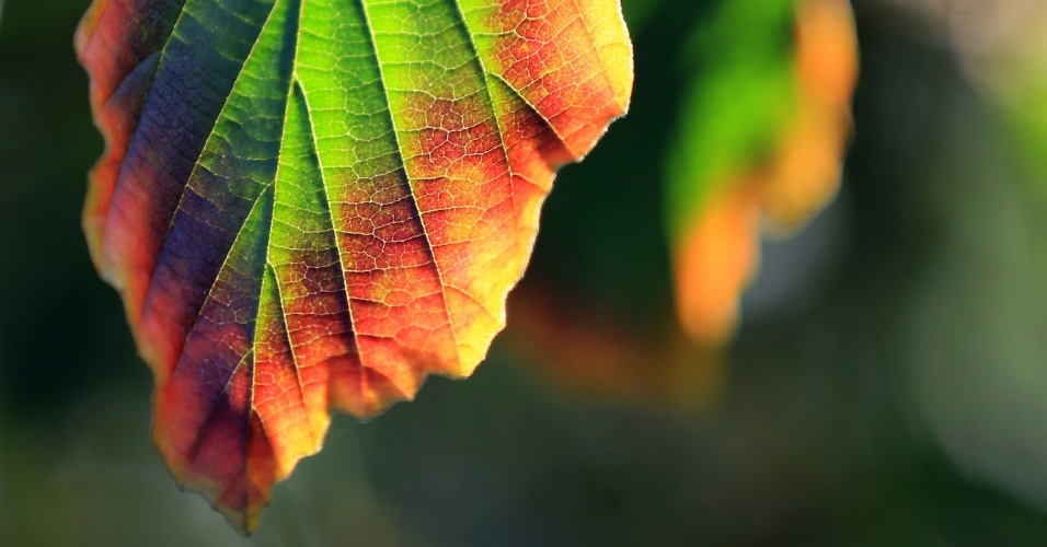 12.set.2014 - Folha com várias cores prenunciando a chegada do outono no Hemisfério Norte é fotografada em jardim de Herten, na Alemanha
