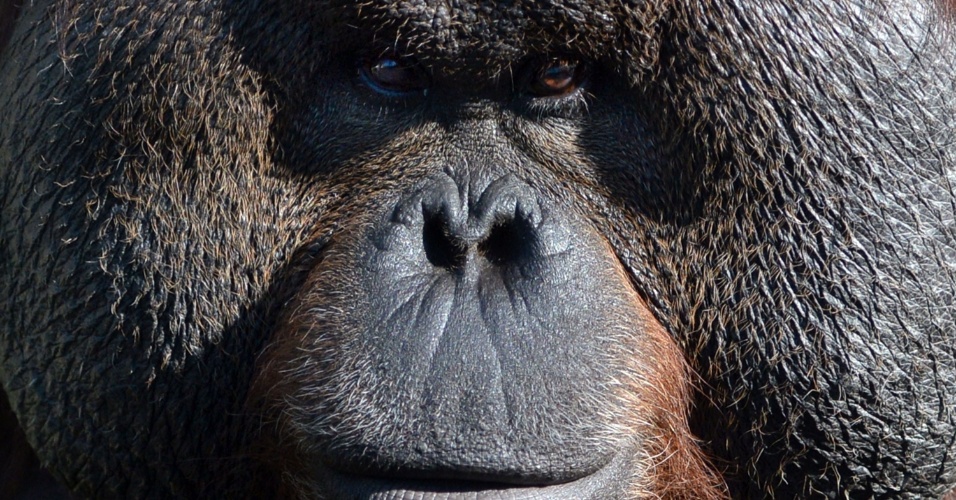 12.set.2014 - Detalhe de orangotango dentro de sua jaula no zoológico de Moscou, na Rússia
