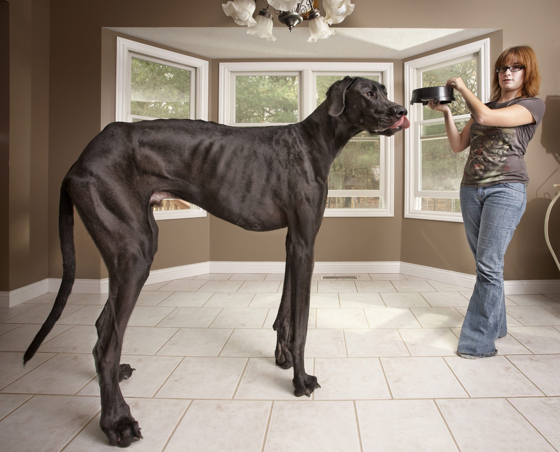 Zeus, cachorro mais alto do mundo, no interior de casa com sua tutora