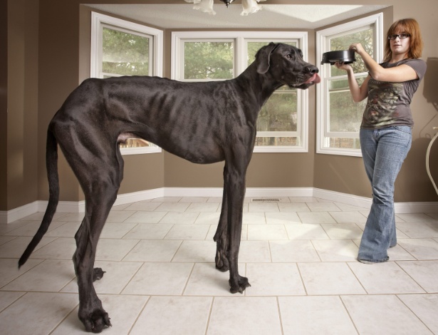G1 > Planeta Bizarro - NOTÍCIAS - Conheça George, o Gigante, o cachorro  mais alto do mundo
