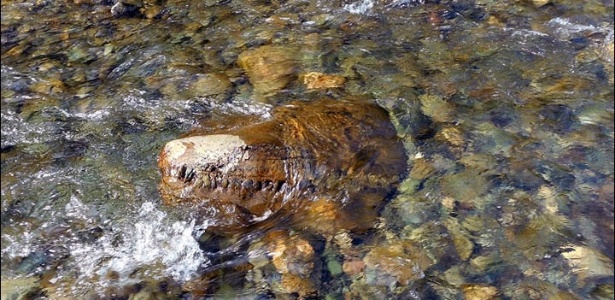 Pescadores tiraram foto de uma "cabeça cheia de dentes" no rio Ruta-Ru - Reprodução