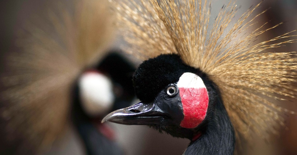 16.set.2014 - Pássaro empalhado é visto na galeria da evolução, do Museu da História Natural de Paris, na França